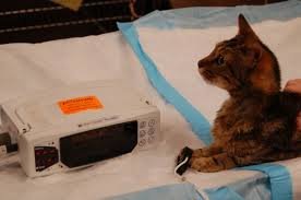 Life-Saving Medical Equipment for Spay/Neuter