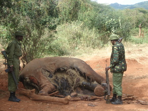 Elephant carcass