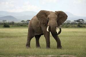 Beautiful African Elephant