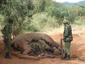 Warning: Elephant Carcass