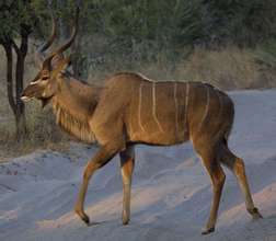 The Greater Kudu