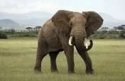 Help Save Elephants in Kenya!