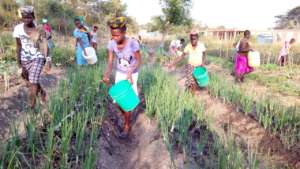 Growing crops in our shamba (vegetable garden)