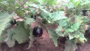 Aubergines give a great lift to our lunch