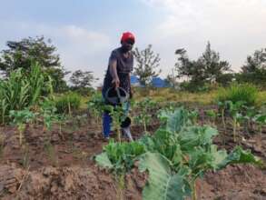 Vegetable from garden