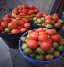 Tomatos from Our garden