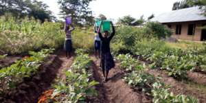 Our garden