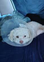 Babe post surgery