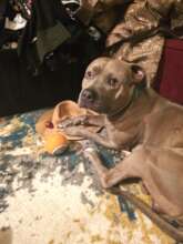 Beavis, a 6-year-old Pit Bull