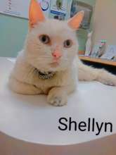Shellyn