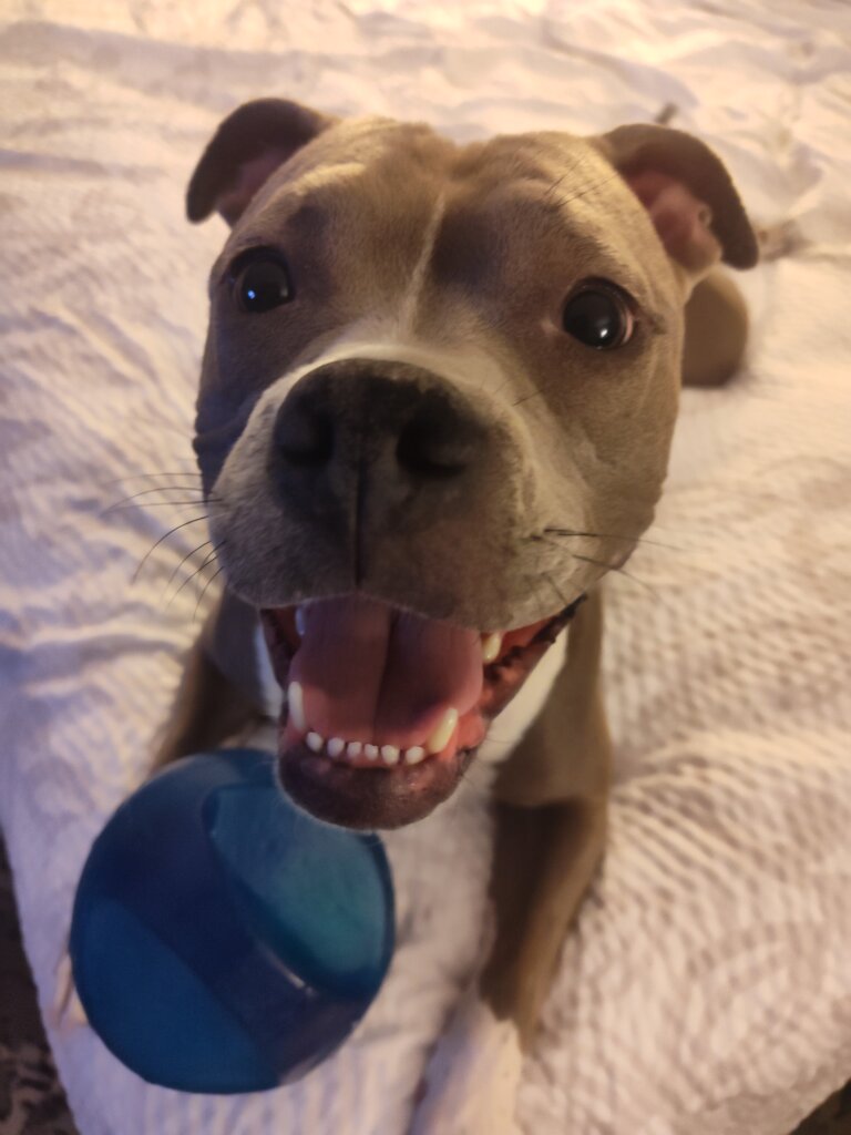 Willow