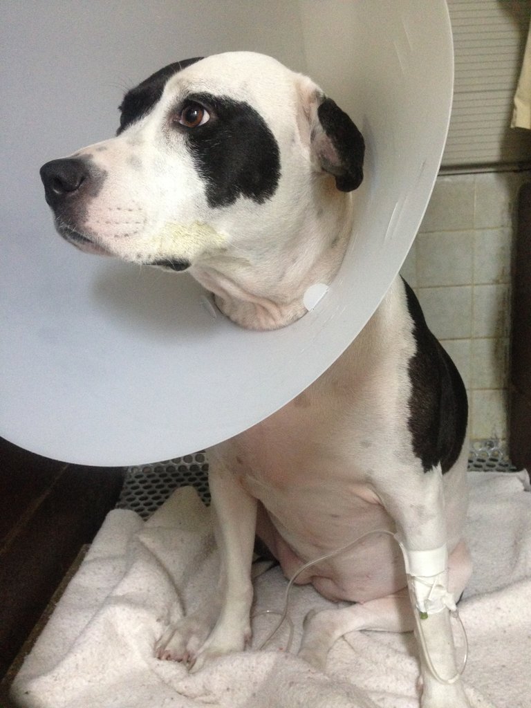 Emergency Veterinary Care for Pets of the Homeless