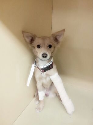 Emergency Veterinary Care for Pets of the Homeless