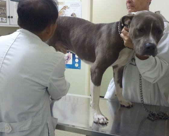 Emergency Veterinary Care for Pets of the Homeless