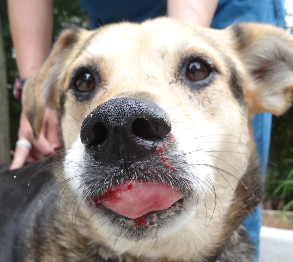 Emergency Veterinary Care for Pets of the Homeless