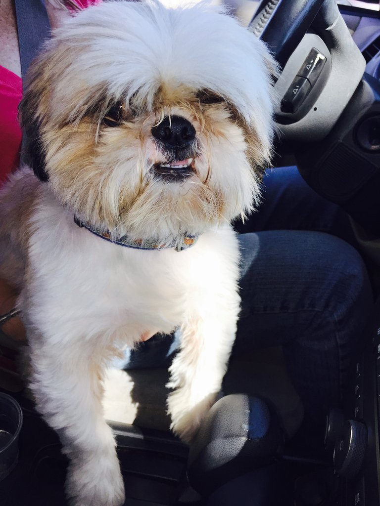 Emergency Veterinary Care for Pets of the Homeless