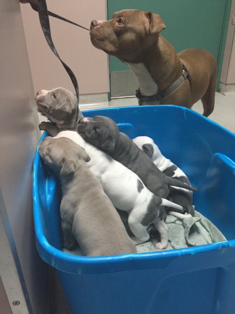 Emergency Veterinary Care for Pets of the Homeless