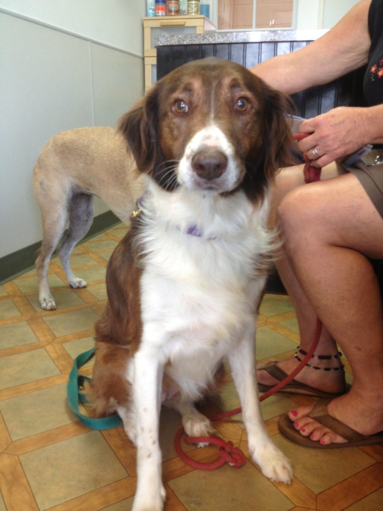 Emergency Veterinary Care for Pets of the Homeless