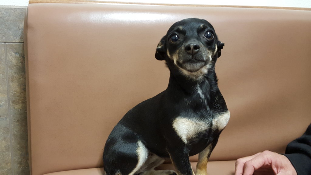 Emergency Veterinary Care for Pets of the Homeless