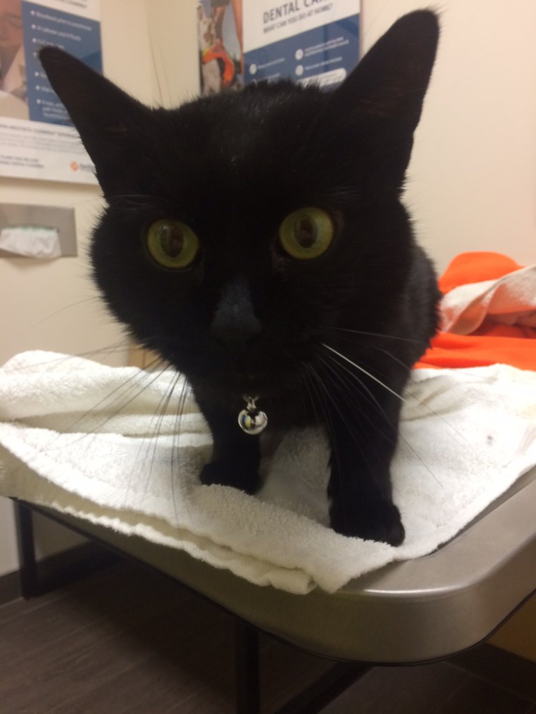 Emergency Veterinary Care for Pets of the Homeless