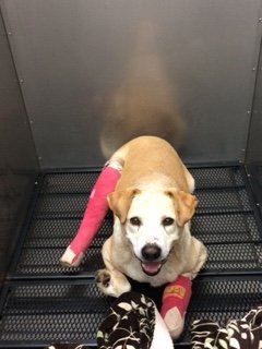 Emergency Veterinary Care for Pets of the Homeless