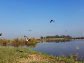 Diving Ducks Flying Free in Israel