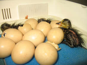 Ducklings hatching in our breeding center