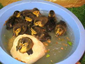 These ducklings are now all grown up!