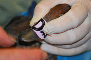 A tagged Diving Duck ready for release