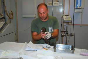 Tagging the ducks using a special protocol