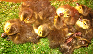 New ducklings have hatched!