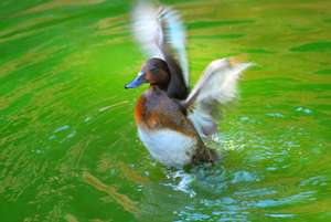 A Diving Duck in the Zoo's Marsh Aviary