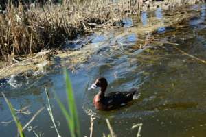 A tagged and released diving duck