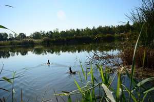 Swimming to freedom at the Enot Gibbeton Reserve