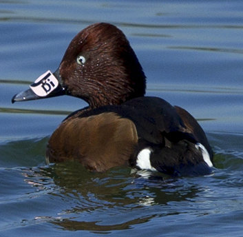 A duck monitored by INPA rangers in Hula Reserve