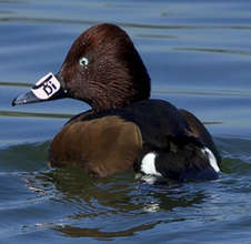 A duck monitored by INPA rangers in Hula Reserve