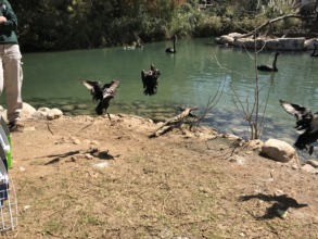 Diving ducks released into the zoo's lake
