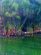 Diving Ducks swimming in the Marsh Aviary Exhibit