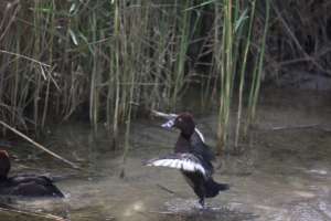 A new home at the Einot Gibbeton Nature Reserve