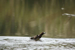 A diving duck at the Jerusalem Zoo