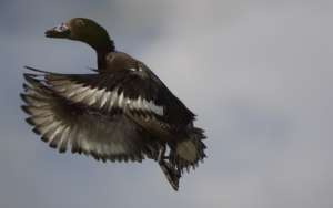 A diving duck flies to freedom