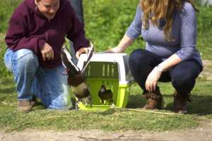 Releasing more diving ducks into the wild!