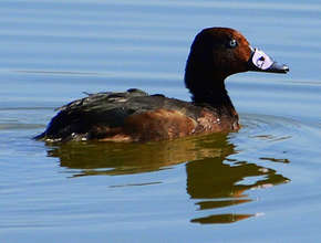 A released duck swims free
