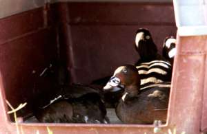 Diving ducks to be released into the wild