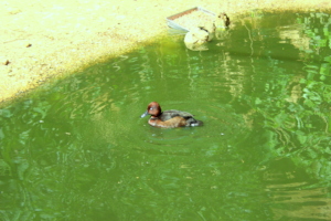 A diving duck in the Marsh Aviary Exhibit