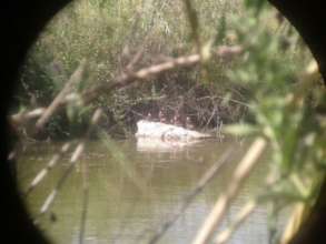 Duck tracking in Deer Valley
