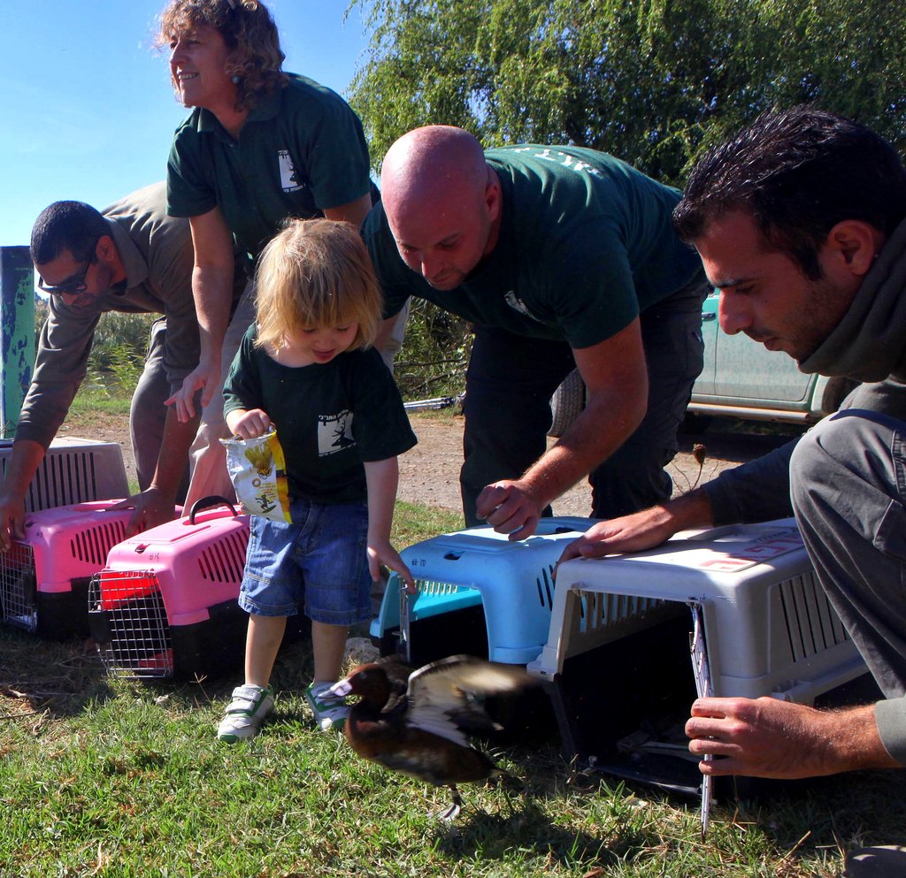 Bring Back Israel's Diving Ducks