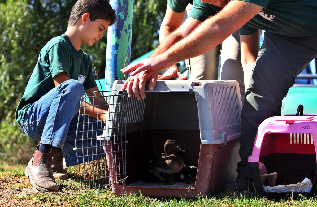 Bring Back Israel's Diving Ducks