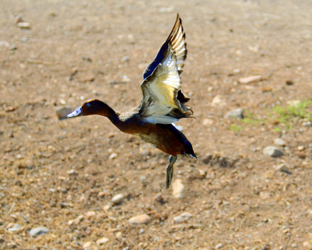 Bring Back Israel's Diving Ducks