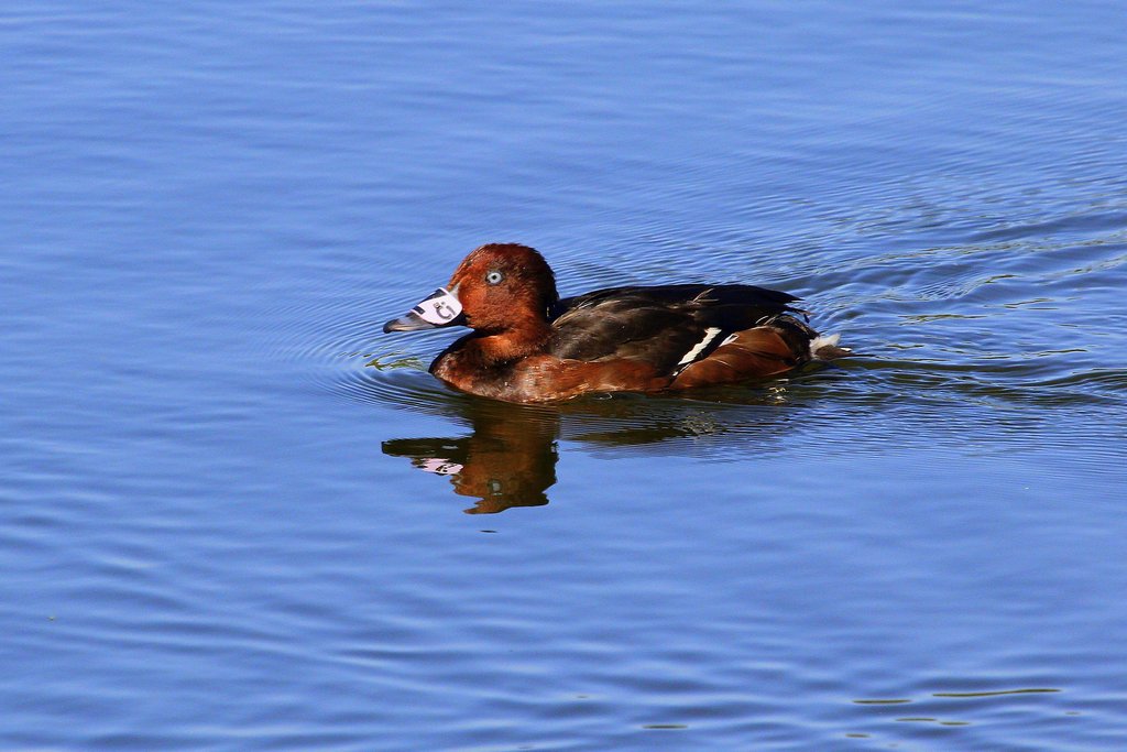 Bring Back Israel's Diving Ducks